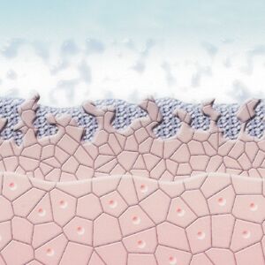 Abspaltung abgestorbener Hautzellen